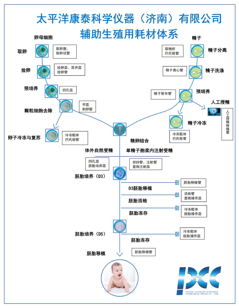 生殖体系2.jpg